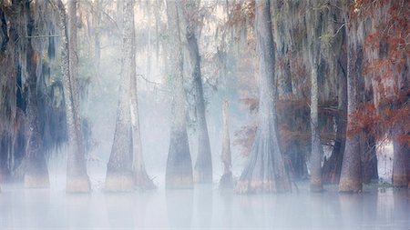 Lake Martin, Breaux Bridge, Atchafalaya Basin, Southern United States, USA; North America Foto de stock - Sin royalties Premium, Código: 6129-09086890