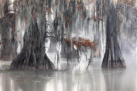 Bald cypresses (Taxodium distichum); Lake Martin, Breaux Bridge, Atchafalaya Basin, Southern United States, USA; North America Photographie de stock - Premium Libres de Droits, Code: 6129-09086891