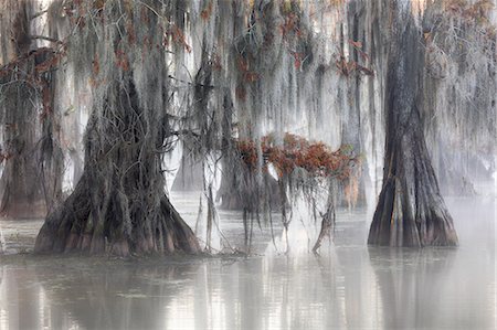 Bald cypresses (Taxodium distichum); Lake Martin, Breaux Bridge, Atchafalaya Basin, Southern United States, USA; North America Foto de stock - Sin royalties Premium, Código: 6129-09086891