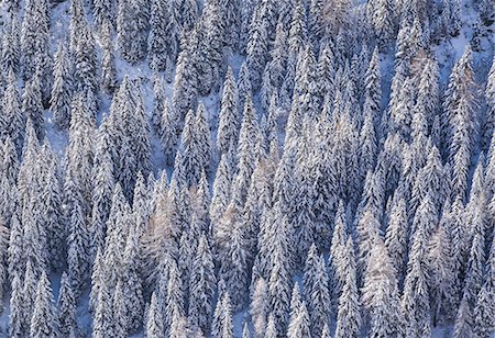 pictures of winter in europe - Un bosco di Abeti innevato. Valtellina, Lombardy, Italy Stock Photo - Premium Royalty-Free, Code: 6129-09086800