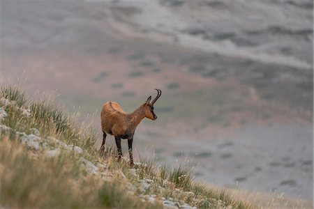 Male Chamois at grazing, Gran Sasso, Campo Imperatore, L'Aquila province, Abruzzo, Italy Foto de stock - Sin royalties Premium, Código: 6129-09086820