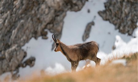 Female of chamois, Gran Sasso, Campo Imperatore, L'Aquila province, Abruzzo, Italy Photographie de stock - Premium Libres de Droits, Code: 6129-09086836