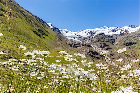 Lombardy, Italy, flowers at Forni valley, in the background, San Matteo peak and Forni glacier Stock Photo - Premium Royalty-Free, Code: 6129-09086957