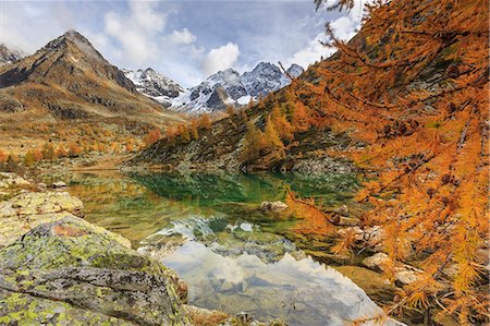european larch - Italy, Lombardy, autumn landscape at Painale lake, in the background Ron peak Foto de stock - Sin royalties Premium, Código: 6129-09086962