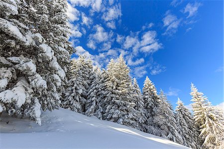 snow trees mountain - Snowy woods, Monte Olano, Valgerola, Valtellina, province of Sondrio, Lombardy, Italy Stock Photo - Premium Royalty-Free, Code: 6129-09086986