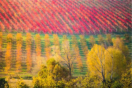 pic of vineyards in italy - The countryside near Castelvetro, Modena Province, Emilia Romagna, Italy Stock Photo - Premium Royalty-Free, Code: 6129-09087053