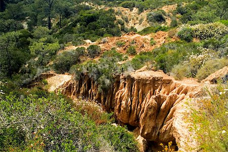 simsearch:625-00804961,k - Vue grand angle de feuillage luxuriant dans la réserve d'état de Torrey Pines, San Diego, Californie, USA Photographie de stock - Premium Libres de Droits, Code: 625-00804376