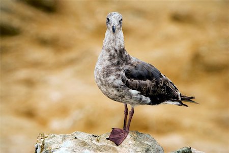 simsearch:625-00804353,k - Close-up of a seagull standing on a rock Foto de stock - Sin royalties Premium, Código: 625-00804418