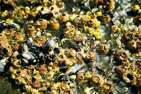 simsearch:625-00804353,k - Close-up of barnacles on a reef, La Jolla Reefs, San Diego Bay, California, USA Foto de stock - Sin royalties Premium, Código: 625-00804570