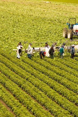 simsearch:625-00801343,k - High angle view of people working on a farm, Los Angeles, California, USA Stock Photo - Premium Royalty-Free, Code: 625-00804672