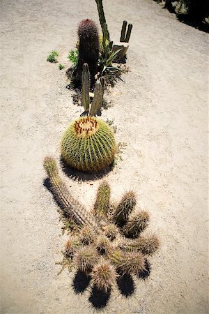 simsearch:625-02928170,k - High angle view of an assortment of cactus plants, San Diego, California, USA Foto de stock - Sin royalties Premium, Código: 625-00804709