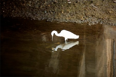 Profil de côté d'un permanent aigrette dans l'eau, Californie, USA Photographie de stock - Premium Libres de Droits, Code: 625-00804718