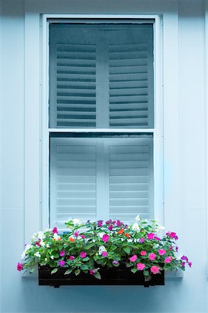 Close-up of plants in a box on a window, Boston, Massachusetts, USA Stock Photo - Premium Royalty-Free, Code: 625-00805008