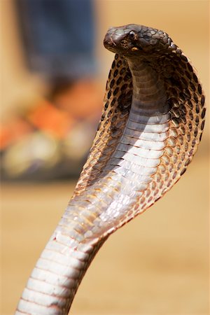Gros plan d'un cobra, Pushkar, Rajasthan, Inde Photographie de stock - Premium Libres de Droits, Code: 625-00805498