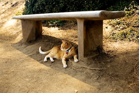 simsearch:625-00804929,k - Cat lying under a bench, La Jolla Reefs, San Diego, California, USA Foto de stock - Sin royalties Premium, Código: 625-00805541