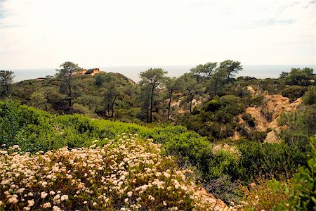 simsearch:625-00804961,k - Vue grand angle de feuillage luxuriant dans la réserve d'état de Torrey Pines, San Diego, Californie, USA Photographie de stock - Premium Libres de Droits, Code: 625-00805616