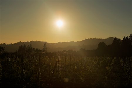 Silhouette of a vineyard at twilight Stock Photo - Premium Royalty-Free, Code: 625-00805655