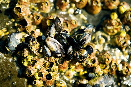simsearch:625-00804353,k - Close-up of barnacles on a reef, La Jolla Reefs, San Diego Bay, California, USA Foto de stock - Sin royalties Premium, Código: 625-00805658