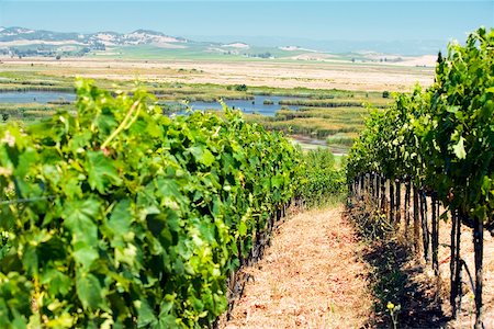 shrubs walkway - Vue panoramique d'un vignoble de Napa Valley, Californie, USA Photographie de stock - Premium Libres de Droits, Code: 625-00805710