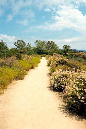 simsearch:625-00804929,k - High angle view of a trail in Torrey Pines State Reserve, San Diego, California, USA Foto de stock - Sin royalties Premium, Código: 625-00805726