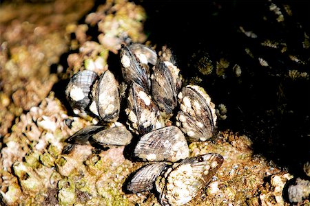 simsearch:625-00804353,k - Close-up of barnacles on a reef, La Jolla, San Diego, California, USA Foto de stock - Sin royalties Premium, Código: 625-00805827