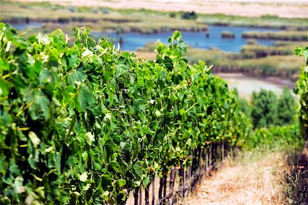 simsearch:625-00804551,k - Panoramic view of a vineyard, Napa Valley, California, USA Stock Photo - Premium Royalty-Free, Code: 625-00805850