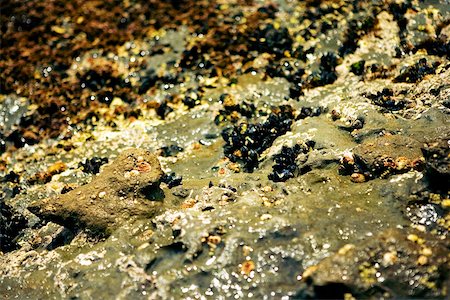 simsearch:625-00804353,k - Close-up of barnacles on a reef, La Jolla Reefs, San Diego Bay, California, USA Foto de stock - Sin royalties Premium, Código: 625-00805853