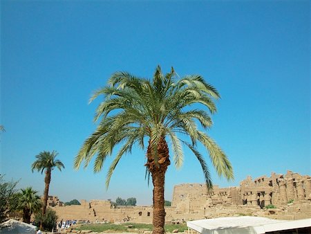 Low angle view of a palm tree, Temples Of Karnak, Luxor, Egypt Stock Photo - Premium Royalty-Free, Code: 625-00806140