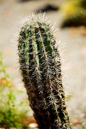 simsearch:625-02928170,k - Close-up of a cactus plant Foto de stock - Sin royalties Premium, Código: 625-00806294