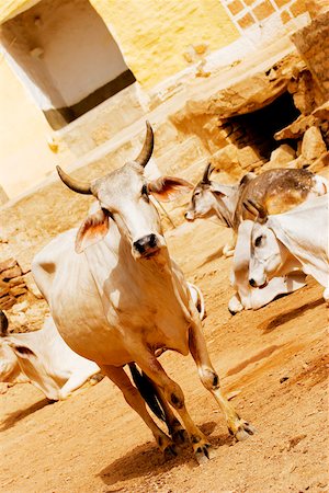 street photography in rajasthan - Group of cows on the street, Jaisalmer, Rajasthan, India Stock Photo - Premium Royalty-Free, Code: 625-00806406