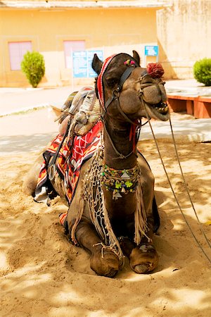 Close-up of a camel sitting, Jaigarh Fort, Jaipur, Rajasthan, India Stock Photo - Premium Royalty-Free, Code: 625-00806403