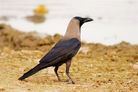 Side profile of a crow, Gadi Sagar, Jaisalmer, Rajasthan, India Foto de stock - Sin royalties Premium, Código: 625-00806419