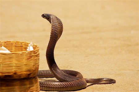 Profil de côté d'un cobra, Pushkar, Rajasthan, Inde Photographie de stock - Premium Libres de Droits, Code: 625-00806446