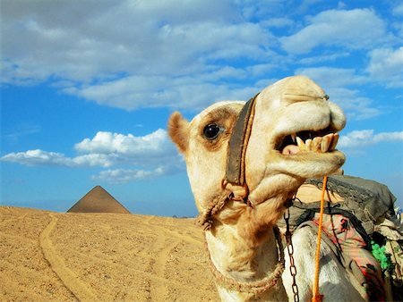 simsearch:625-00806471,k - Close-up of a camel Foto de stock - Sin royalties Premium, Código: 625-00806471