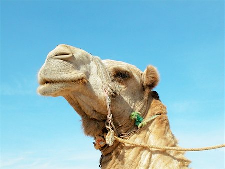 Low angle view of a camel Stock Photo - Premium Royalty-Free, Code: 625-00806506
