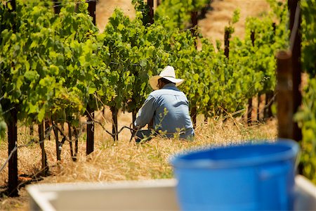 Agriculteur dans un vignoble Photographie de stock - Premium Libres de Droits, Code: 625-00801336