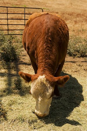 simsearch:625-00801603,k - Cow grazing in a field Fotografie stock - Premium Royalty-Free, Codice: 625-00801340