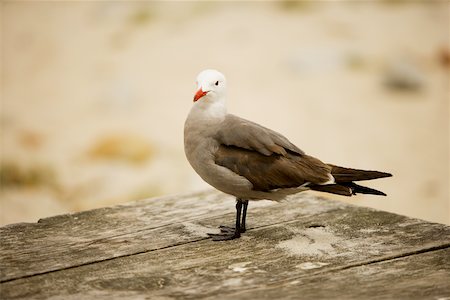 simsearch:625-01263590,k - Close-up of a seagull Foto de stock - Sin royalties Premium, Código: 625-00801399