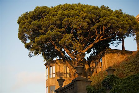 simsearch:625-00800903,k - Low angle view of tree, San Francisco, California, USA Foto de stock - Royalty Free Premium, Número: 625-00801541