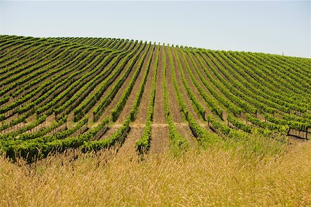 rolling fields - Vineyard on a rolling landscape Stock Photo - Premium Royalty-Free, Code: 625-00801551