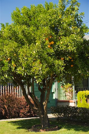 simsearch:625-00801603,k - Orange tree in front of a house Fotografie stock - Premium Royalty-Free, Codice: 625-00801598
