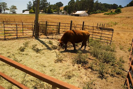 simsearch:693-03303720,k - Cow grazing in a field Fotografie stock - Premium Royalty-Free, Codice: 625-00801600