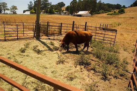 simsearch:625-00801598,k - Vaches paissant dans un champ Photographie de stock - Premium Libres de Droits, Code: 625-00801600