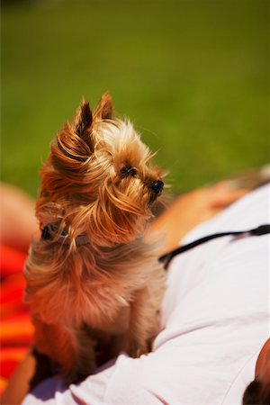 Close-up of a Yorkshire Terrier with its master Fotografie stock - Premium Royalty-Free, Codice: 625-00801601