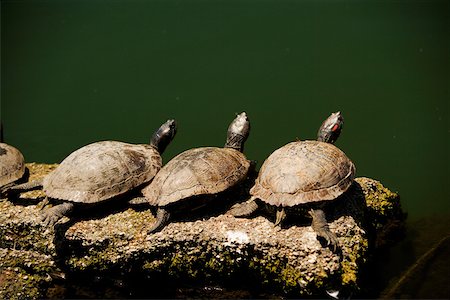 High angle view of turtles on a rock Stock Photo - Premium Royalty-Free, Code: 625-00801621