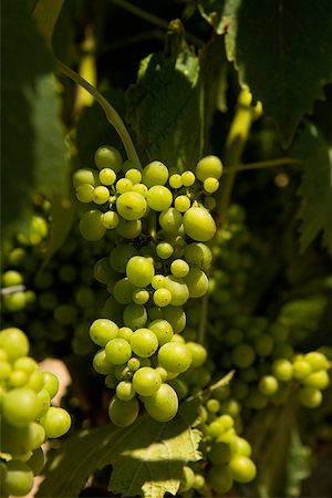 simsearch:625-00804551,k - Close-up of grapes on the vine Stock Photo - Premium Royalty-Free, Code: 625-00801760