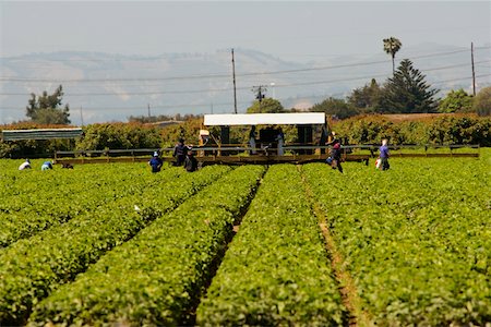 Group of people working in a farm Stock Photo - Premium Royalty-Free, Code: 625-00802210