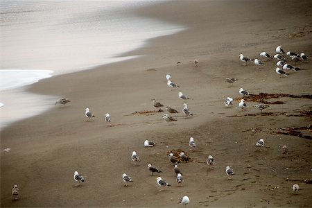 seagulls at beach - Vue grand angle de mouettes sur une plage de sable Photographie de stock - Premium Libres de Droits, Code: 625-00802241