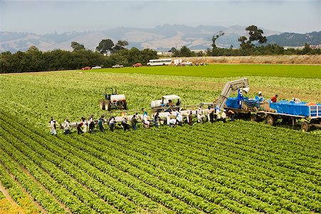 High angle view of people working on a farm, Los Angeles, California, USA Foto de stock - Sin royalties Premium, Código: 625-00802264