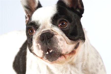 dog studio snout - Close-up of a Boston Terrier looking up Stock Photo - Premium Royalty-Free, Code: 625-00836118